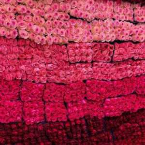 دانلود آهنگ کارتون پلنگ صورتی